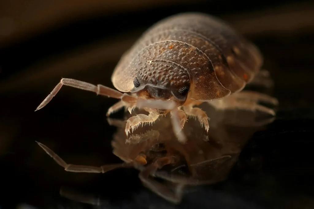 Bed-Bug-Treatment - Harrison Pest Control Pros | Harrison, NY | 914-415-5488