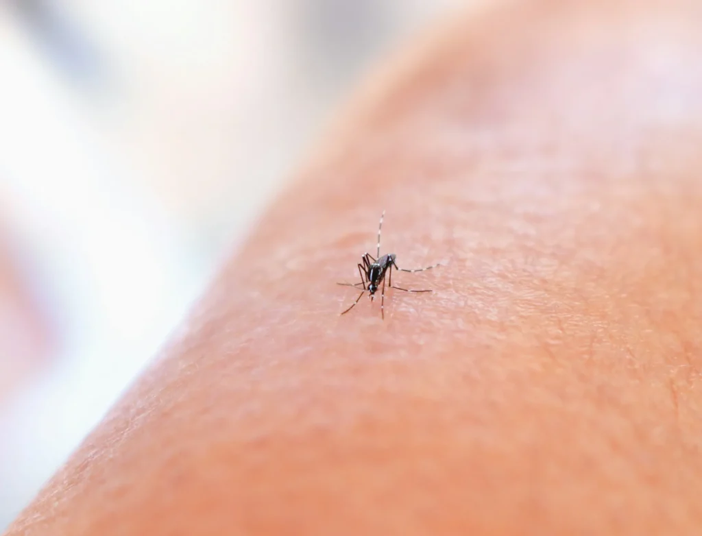 Mosquito Control - Harrison Pest Control Pros | Harrison, NY | 914-415-5488